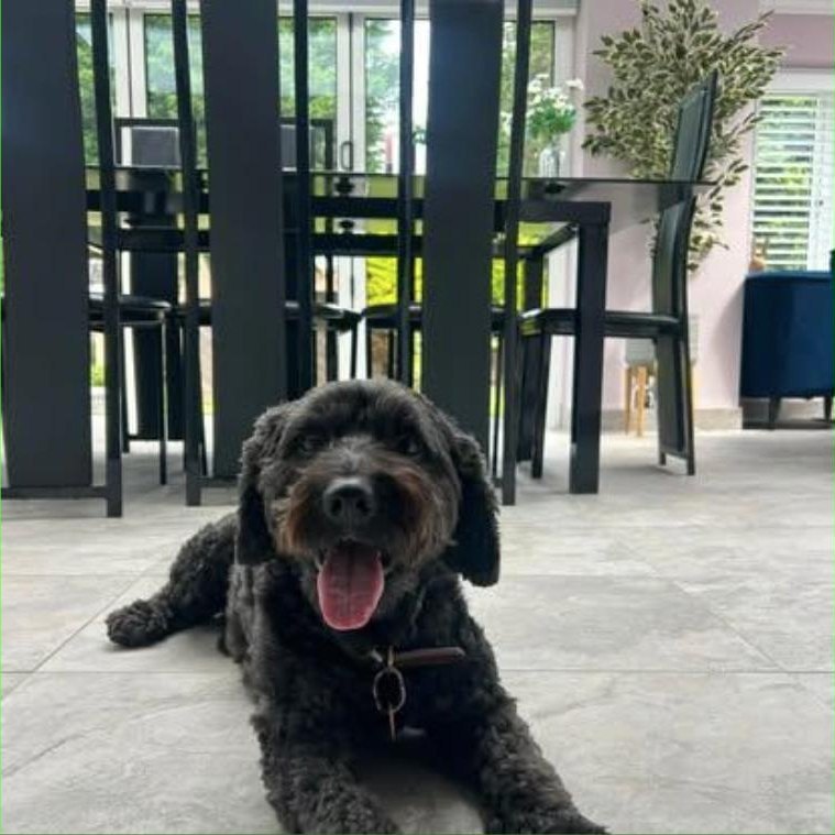 A black doodle lying on the kitchen floor