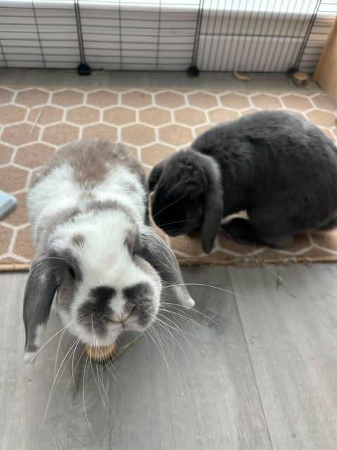 Two rabbits at a drop-in visit